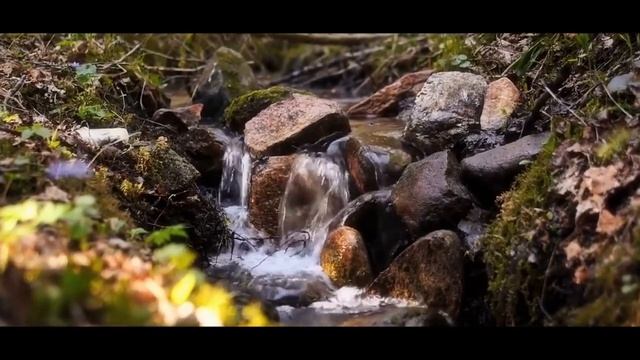 АЛЕНЬКИЙ ЦВЕТОЧЕК. Красивая песня!Елена Серикова.