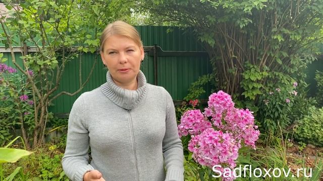 Уход за флоксами после цветения  Обрезка,  подкормка, защита от болезней