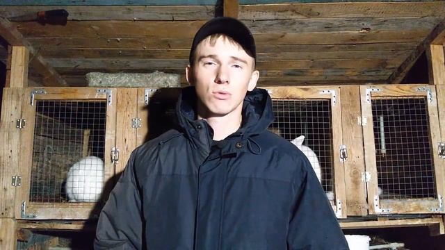 Кролики ВЕЛИКАНЫ. Разведение кроликов - с чего начать? Каких разводить.