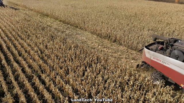 Комбайны ACROS 595 Plus - работа на уборке кукурузы! Жатка ARGUS 870 от Ростсельмаш