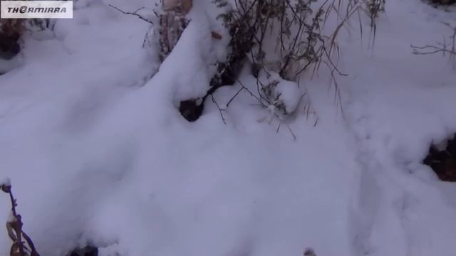 Домик в тайге! Рыбалка на хариуса по первому льду! Глухариное царство! Природа севера! Тайга.