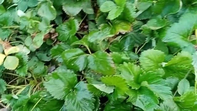 "КАРМЕН" какие розетки укореняю? | Клубника 2021.