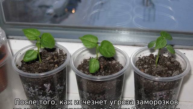 Гибискус садовый: уход и размножение