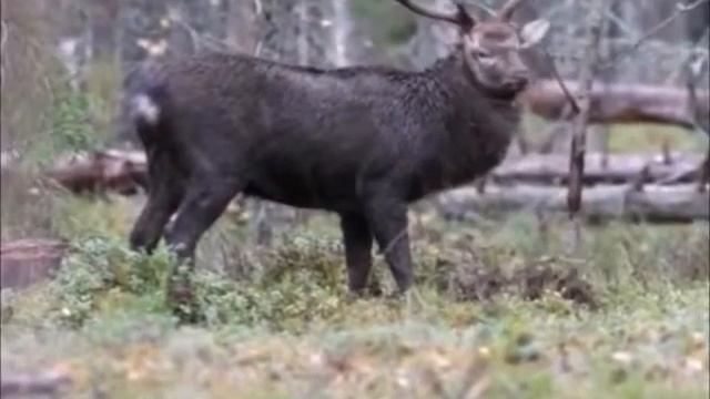 Охотничье хозяйство “Клавдинское“