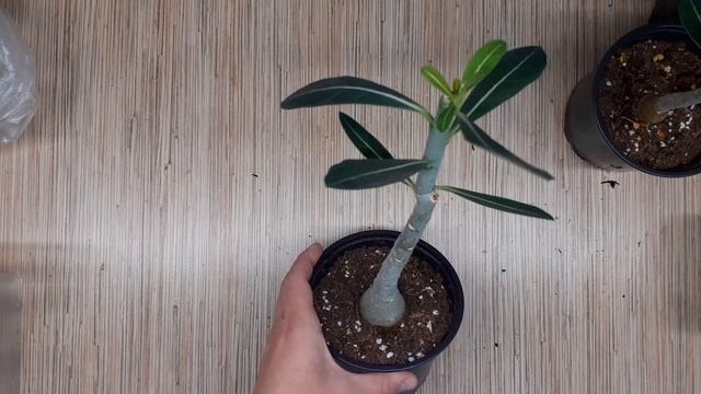 Обрезка и укоренение черенков адениума. Результаты.