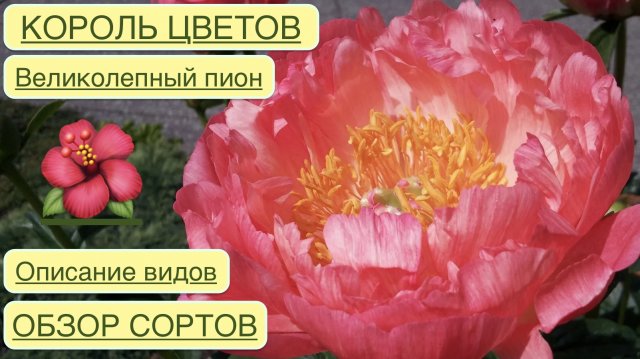 КОРОЛЕВСКИЙ ПИОН. ИСТОРИЯ. ЛЕГЕНДА О ПИОНЕ. ОБЗОР СОРТОВ. Дачный креатив.