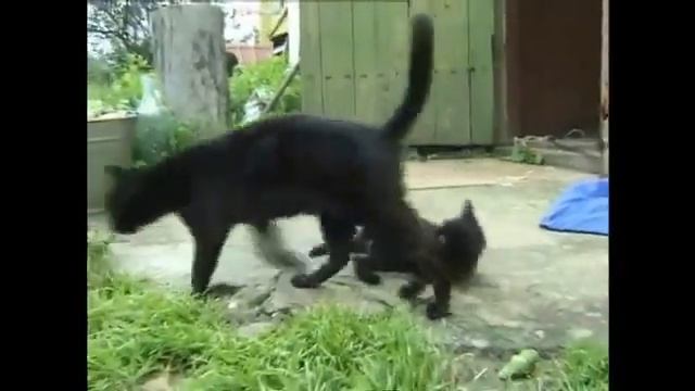Жил да был черный кот за углом