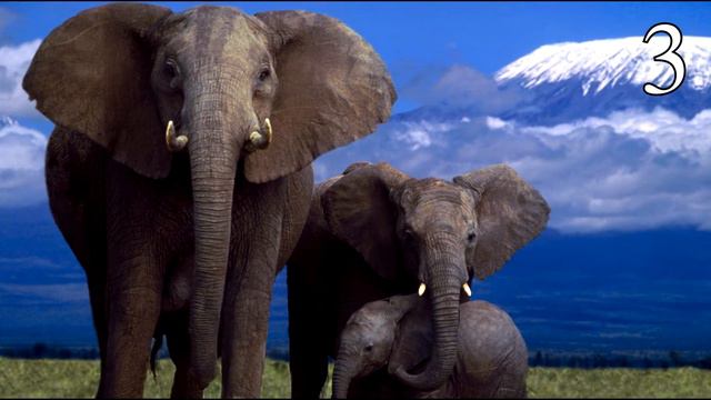 ТОП5 Самых АГРЕССИВНЫХ и ОПАСНЫХ животных