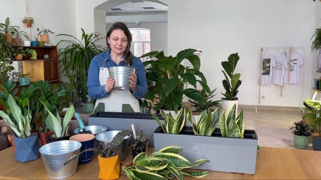 Сансевиерия. Пересадка после покупки