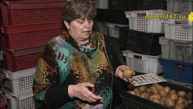 Хранение картофеля в погребе
