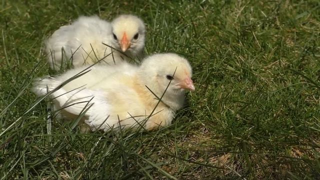 Фермер обнаружил, что его куры начали нести странные яйца! В ступоре не только он, но и учёные!