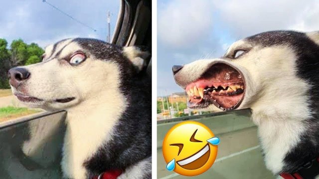 Лучшие смешные видео про собак ? - Подборка забавных животных ?? #2