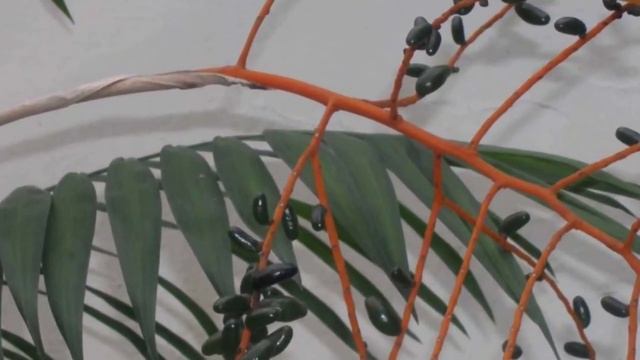 Хамедорея – как ее размножать в домашних условиях. Способы размножения.