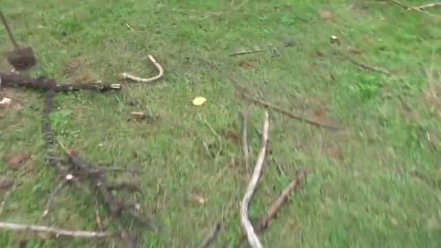 ЯК ВИРОСТИТИ ГРИБ СИНЯ НОЖКА В САДУ!