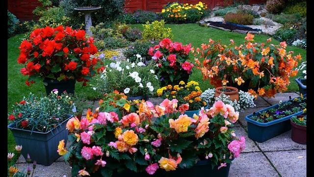 Flowers