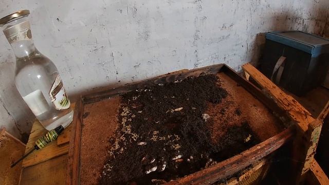 Восковая моль - огневка, делаем спиртовую настойку из личинок огневки.