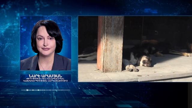 Կատաղած շների հարձակման դեպքերը շատացել են