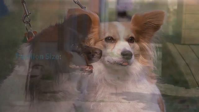 Papillon Pros And Cons | Should You REALLY Get A PAPILLON?