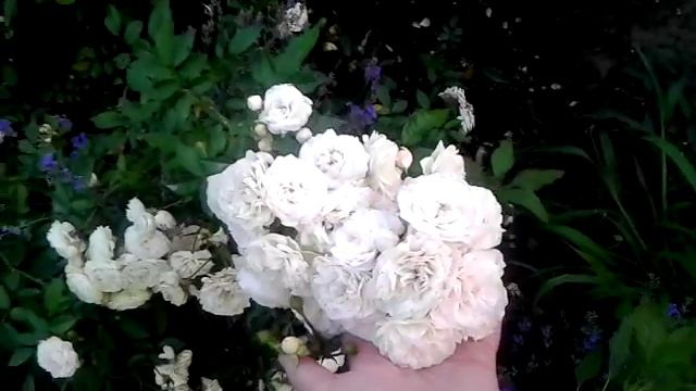 Многолетние цветы для дачи. Садовые цветы. Многолетние растения. Цветы многолетники. Цветоводство