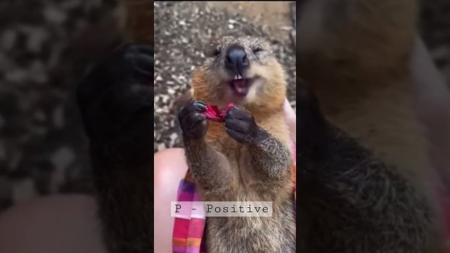 Positive / Позитив