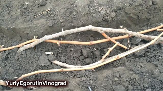 ? КАК УКРЫТЬ ВИНОГРАД НА ЗИМУ. 30 летний ОПЫТ. САМЫЙ ПРОСТОЙ СПОСОБ. Укрытие винограда землей.