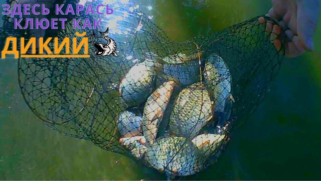 ЛОВЛЯ КАРАСЯ С БЕРЕГА НА РЕКЕ ДОН НА ДОНКУ С КОРМУШКОЙ ( УДАЧНАЯ РЫБАЛКА)