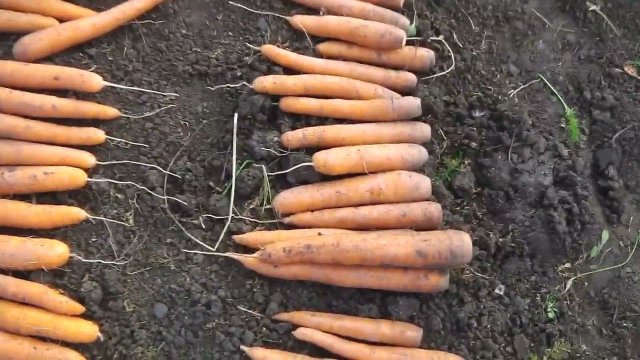 ЛУЧШИЕ  СОРТА  МОРКОВИ  ДЛЯ ДЛИТЕЛЬНОГО ХРАНЕНИЯ