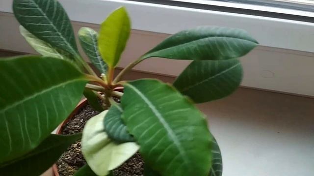 Молочай беложилковый- размножение черенками возможно! //Rejuvenation of milkweed belozhilkovogo//