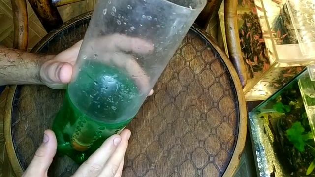 Как и в чём разводить Артемию, кормлю мальков