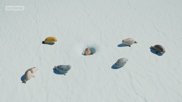 Морские Котики: Здесь не на что смотреть🤠 | Эпизод 83 🐾👀