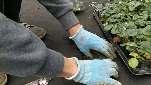 САЖАЕМ КЛУБНИКУ НА ЧЁРНЫЙ укрывной материал