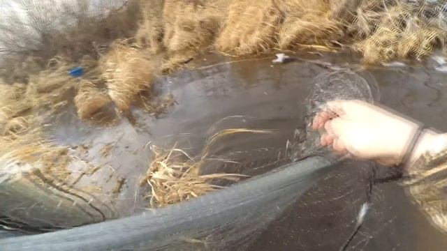Кастинговая сеть ранней весной.