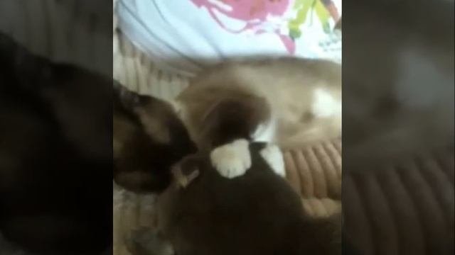 ПРОСТО ЛЮБОВЬ ************