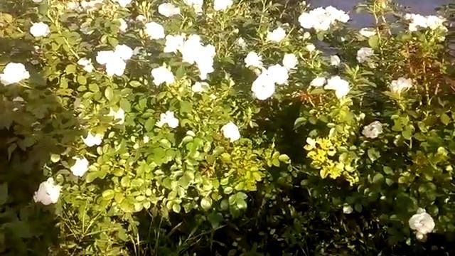 Почвопокровная роза Аспирин