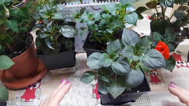 ? Почему бальзамины пропадают??