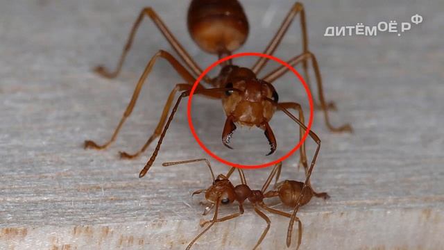 Муравьи. Энциклопедия для детей про животных. Тропики