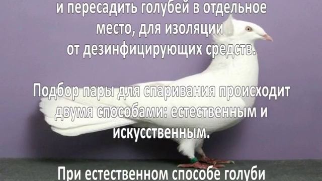 Разведение голубей. Как разводить голубей?