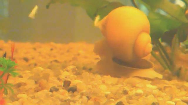 Позитивная улитка в стиле Регги.