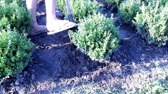Продам самшит вечнозеленый, без посредников.