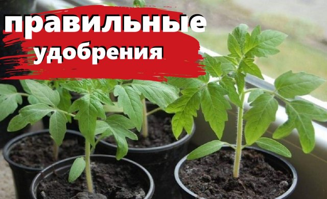 Чем подкормить рассаду помидор, чтобы была толстенькая