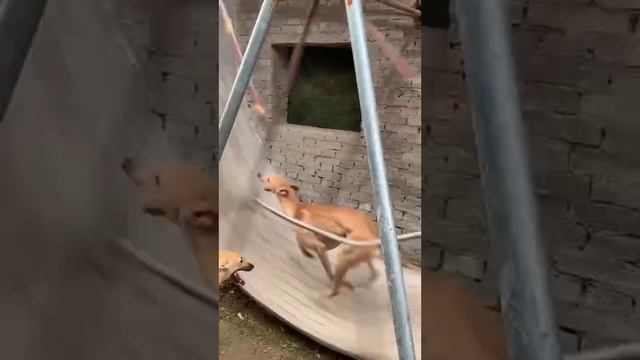 Вот это выносливость. Собака супер