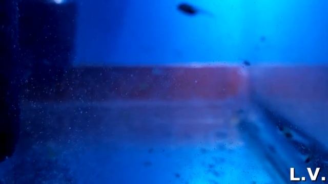 Апистограмма Рамирези - нерест и кормление малька (видео/фото)