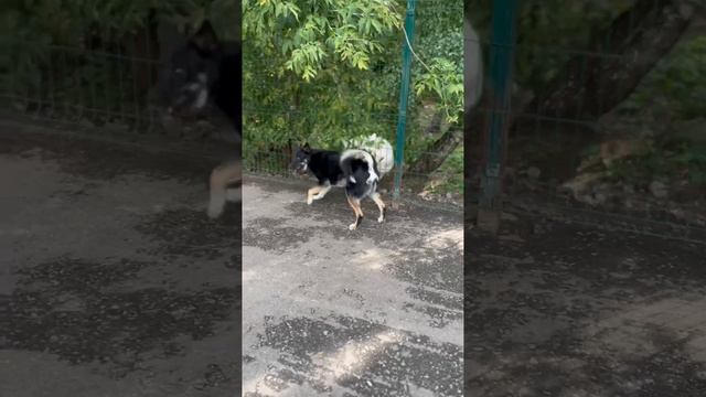Гектор