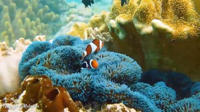Расслабляющая музыка для снятия стресса, подводные чудеса- коралловые рифы и красочная морская жизн