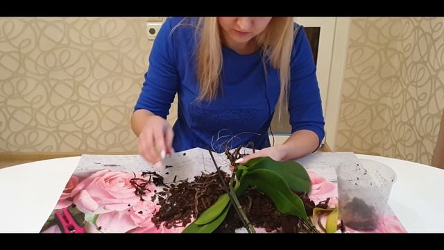 Наращиваю корни у орхидеи || Тепличка для орхидеи || Орхидея без корней. Часть 3.