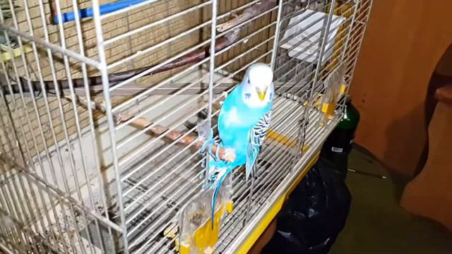 Кусучий папугай.