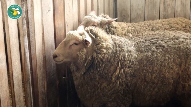 Зачем стричь овец?