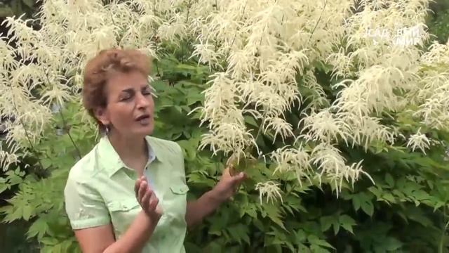 Неприхотливые растения для сада  Волжанка