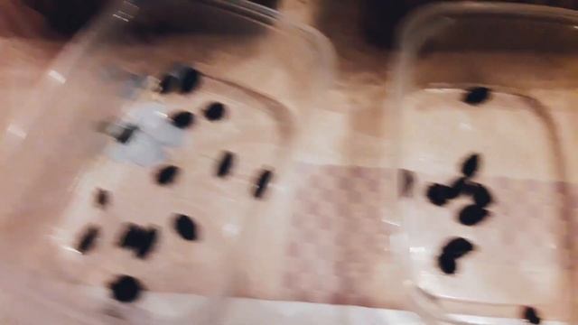 Как посеять семена Гортензии? Особенности выращивания!