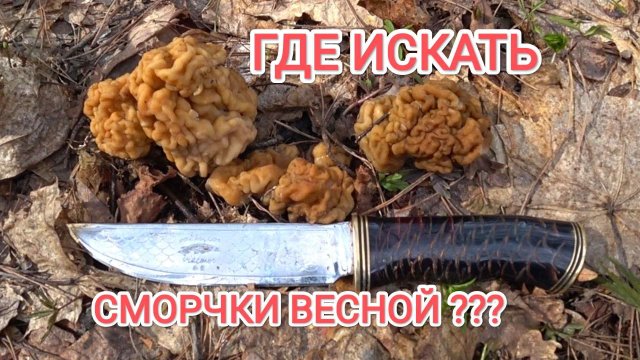 ЗА ПЕРВЫМИ ГРИБАМИ 2022 С НОВЫМ НОЖОМ ! СТРОЧКИ ПОШЛИ В ГРИБНОМ МЕСТЕ ! Сбор грибов в Тамбове